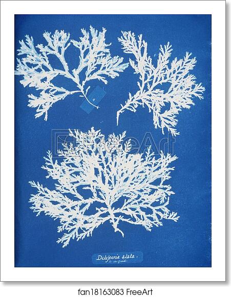 Free art print of Delesseria alata by Anna Atkins