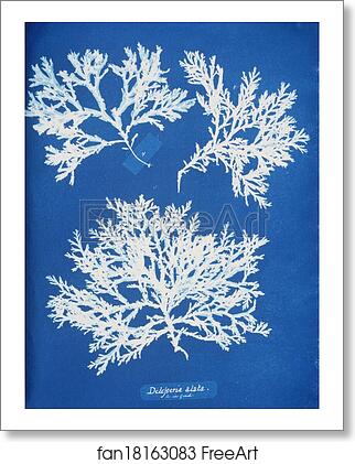 Free art print of Delesseria alata by Anna Atkins Free art print of Delesseria alata by Anna Atkins