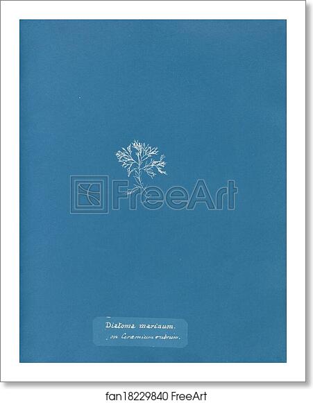 Free art print of Diatoma marinum, on Ceramium rubrum by Anna Atkins