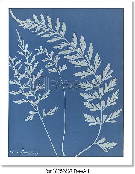 Free art print of Asplenium praemorsum, Jamaica by Anna Atkins