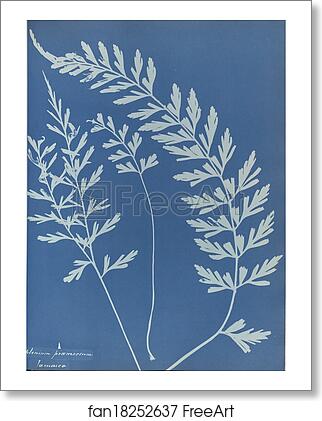 Free art print of Asplenium praemorsum, Jamaica by Anna Atkins Free art print of Asplenium praemorsum, Jamaica by Anna Atkins
