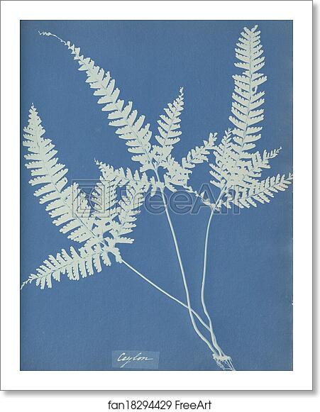 Free art print of Ceylon by Anna Atkins