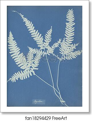 Free art print of Ceylon by Anna Atkins Free art print of Ceylon by Anna Atkins
