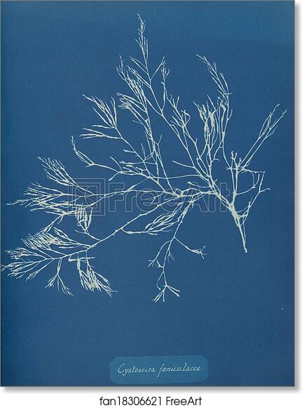 Free art print of Cystoseira foeniculacea by Anna Atkins
