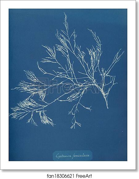 Free art print of Cystoseira foeniculacea by Anna Atkins Free art print of Cystoseira foeniculacea by Anna Atkins