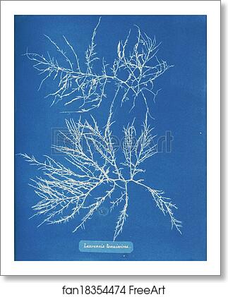 Free art print of Laurencia tenuissima by Anna Atkins Free art print of Laurencia tenuissima by Anna Atkins