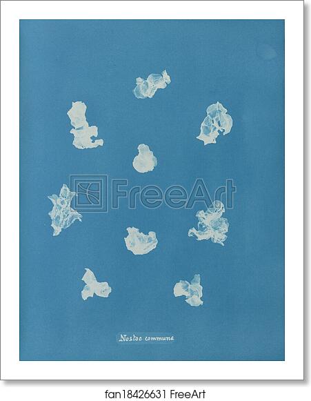 Free art print of Nostoe commune by Anna Atkins