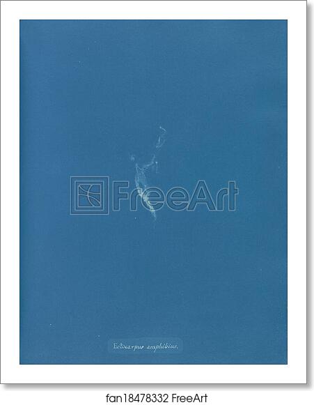 Free art print of Ectocarpus amphibius by Anna Atkins Free art print of Ectocarpus amphibius by Anna Atkins