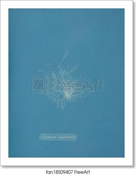 Free art print of Ceramium diaphanum by Anna Atkins