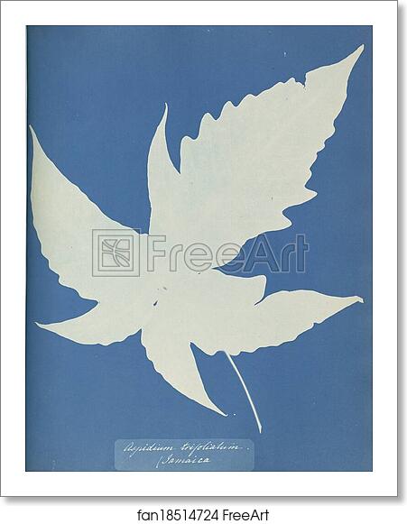 Free art print of Aspidium trifoliatum, Jamaica by Anna Atkins Free art print of Aspidium trifoliatum, Jamaica by Anna Atkins