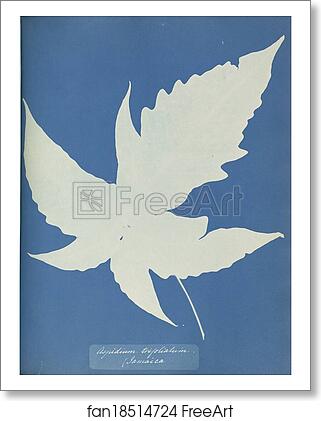 Free art print of Aspidium trifoliatum, Jamaica by Anna Atkins Free art print of Aspidium trifoliatum, Jamaica by Anna Atkins