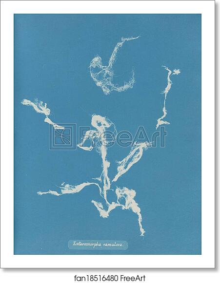 Free art print of Enteromorpha ramulosa by Anna Atkins Free art print of Enteromorpha ramulosa by Anna Atkins