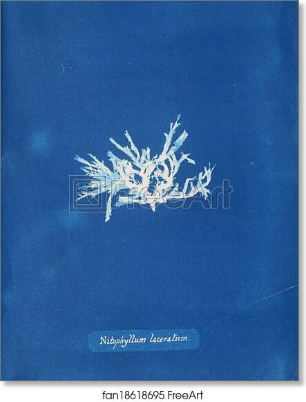 Free art print of Nitophyllum laceratum by Anna Atkins
