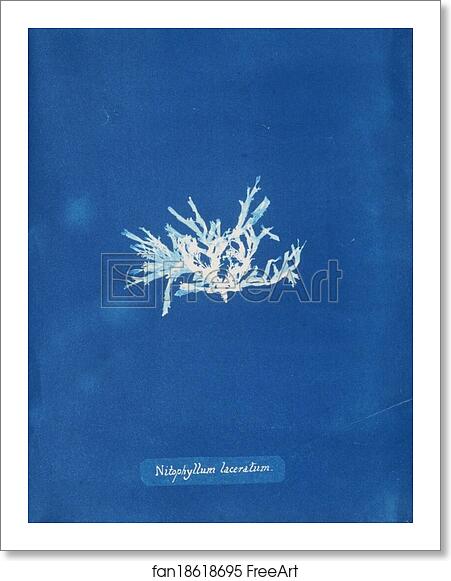 Free art print of Nitophyllum laceratum by Anna Atkins Free art print of Nitophyllum laceratum by Anna Atkins