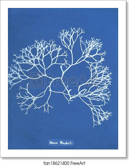 Free art print of Fucus Machaii by Anna Atkins Free art print of Fucus Machaii by Anna Atkins