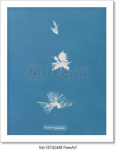 Free art print of Bryopsis hypnoides by Anna Atkins Free art print of Bryopsis hypnoides by Anna Atkins