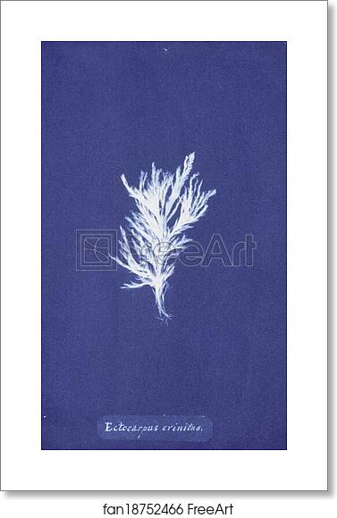 Free art print of Ectocarpus crinitus by Anna Atkins Free art print of Ectocarpus crinitus by Anna Atkins