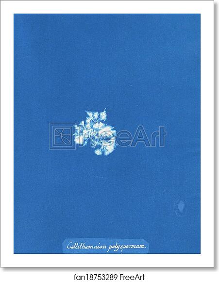 Free art print of Callithamnion polyspermum by Anna Atkins