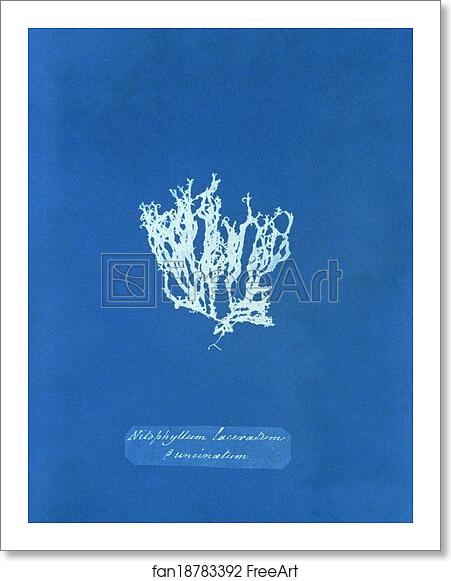 Free art print of Nitophyllum laceratum ß uncinatum by Anna Atkins Free art print of Nitophyllum laceratum ß uncinatum by Anna Atkins