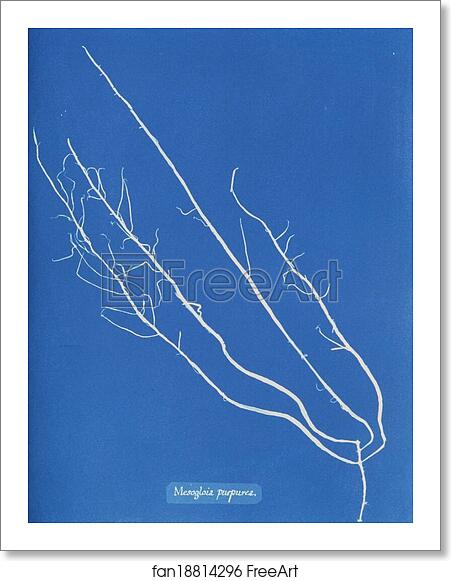 Free art print of Mesogloia purpurea by Anna Atkins