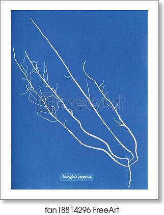 Free art print of Mesogloia purpurea by Anna Atkins Free art print of Mesogloia purpurea by Anna Atkins