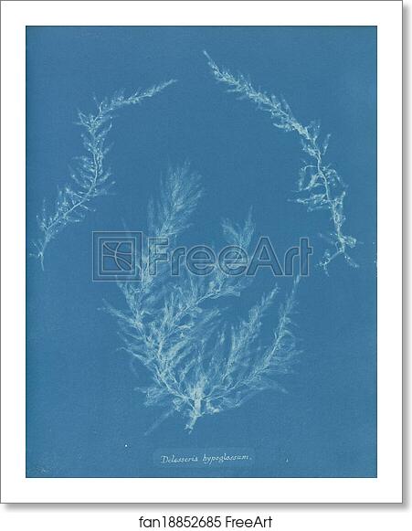 Free art print of Delesseria hypoglossum by Anna Atkins Free art print of Delesseria hypoglossum by Anna Atkins