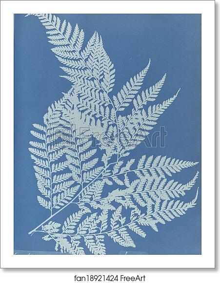 Free art print of Polypodium effusum, Jamaica by Anna Atkins