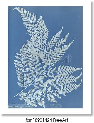 Free art print of Polypodium effusum, Jamaica by Anna Atkins Free art print of Polypodium effusum, Jamaica by Anna Atkins