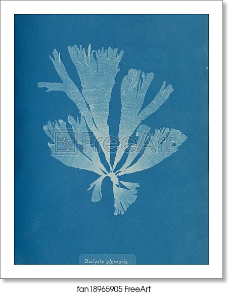 Free art print of Dictyota atomaria by Anna Atkins Free art print of Dictyota atomaria by Anna Atkins