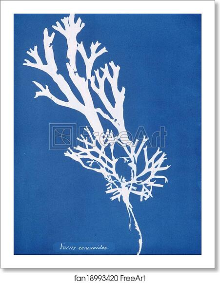 Free art print of Fucus ceranoides by Anna Atkins