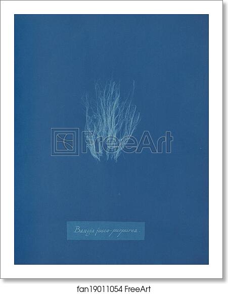 Free art print of Bangia fusco-purpurea by Anna Atkins