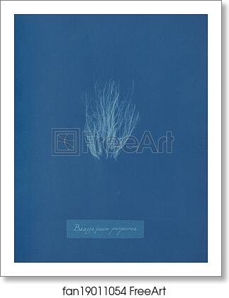 Free art print of Bangia fusco-purpurea by Anna Atkins Free art print of Bangia fusco-purpurea by Anna Atkins