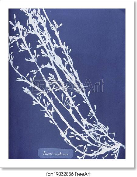 Free art print of Fucus nodosus by Anna Atkins Free art print of Fucus nodosus by Anna Atkins