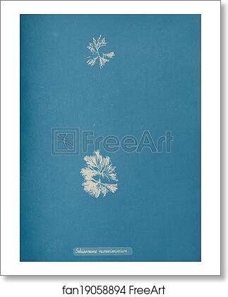 Free art print of Schizonema ramosissimium by Anna Atkins Free art print of Schizonema ramosissimium by Anna Atkins