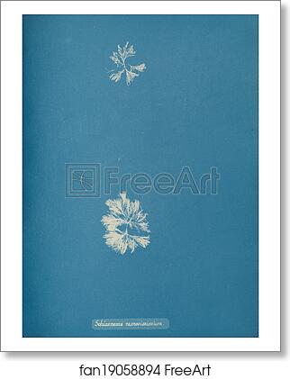 Free art print of Schizonema ramosissimium by Anna Atkins Free art print of Schizonema ramosissimium by Anna Atkins