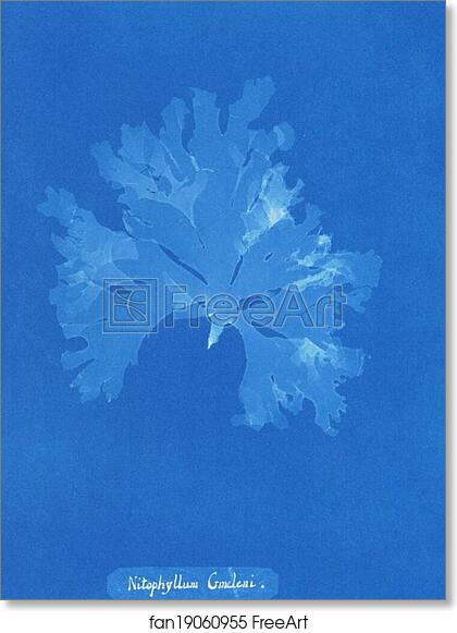 Free art print of Nitophyllum Gmeleni by Anna Atkins