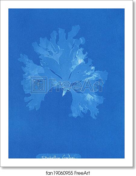 Free art print of Nitophyllum Gmeleni by Anna Atkins