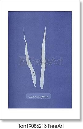 Free art print of Laminaria fascia by Anna Atkins Free art print of Laminaria fascia by Anna Atkins