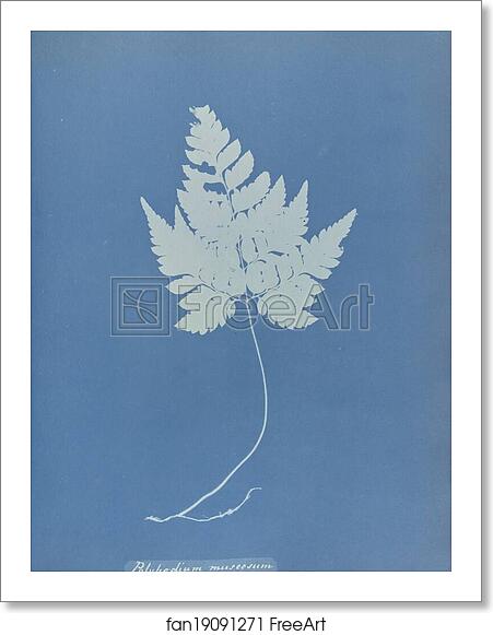 Free art print of Polypodium muscosum by Anna Atkins