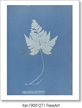 Free art print of Polypodium muscosum by Anna Atkins Free art print of Polypodium muscosum by Anna Atkins