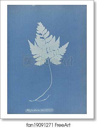 Free art print of Polypodium muscosum by Anna Atkins Free art print of Polypodium muscosum by Anna Atkins