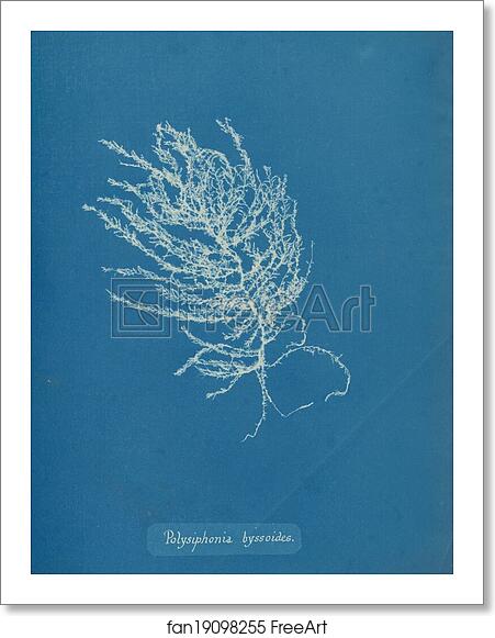 Free art print of Polysiphonia byssoides by Anna Atkins
