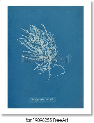 Free art print of Polysiphonia byssoides by Anna Atkins Free art print of Polysiphonia byssoides by Anna Atkins