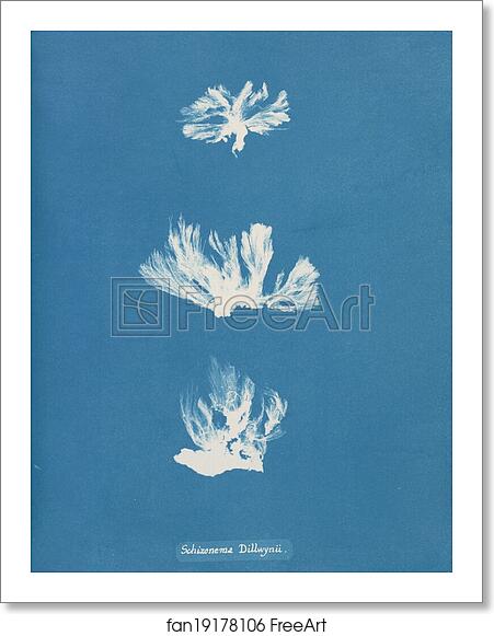 Free art print of Schizonema Dillwynii by Anna Atkins Free art print of Schizonema Dillwynii by Anna Atkins