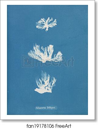 Free art print of Schizonema Dillwynii by Anna Atkins Free art print of Schizonema Dillwynii by Anna Atkins