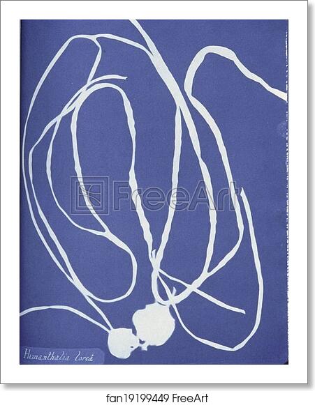 Free art print of Himanthalia lorea by Anna Atkins
