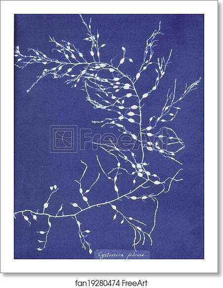 Free art print of Cystoseira fibrosa by Anna Atkins Free art print of Cystoseira fibrosa by Anna Atkins