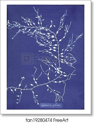 Free art print of Cystoseira fibrosa by Anna Atkins Free art print of Cystoseira fibrosa by Anna Atkins