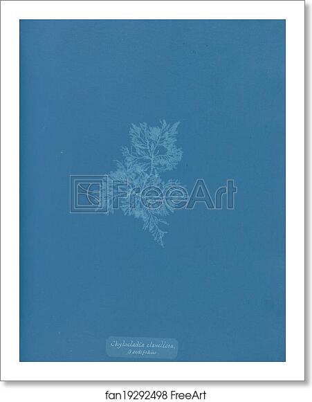 Free art print of Chylocladia clavellosa β sedifolius by Anna Atkins Free art print of Chylocladia clavellosa β sedifolius by Anna Atkins