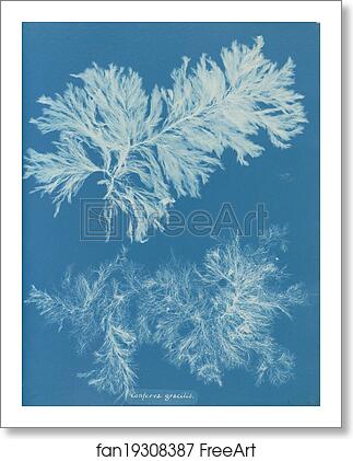 Free art print of Conferva gracilis by Anna Atkins Free art print of Conferva gracilis by Anna Atkins